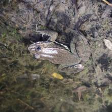 Je croa...sse que l'on m'observe ... au Golf National !