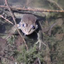 Je croa...sse que l'on m'observe ... au Golf National !