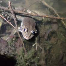 Je croa...sse que l'on m'observe ... au Golf National !