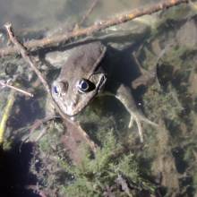 Je croa...sse que l'on m'observe ... au Golf National !