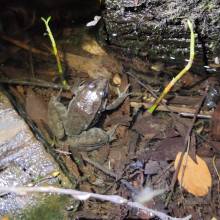 Je croa...sse que l'on m'observe ... au Golf National !