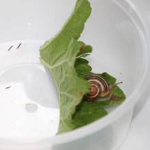 Passeport du civisme : action autour de l'environnement