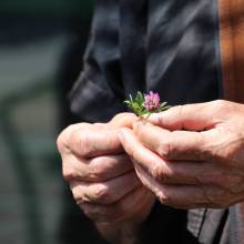 Découverte des plantes sauvages comestibles