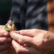 Découverte des plantes sauvages comestibles