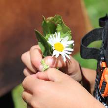 Découverte des plantes sauvages comestibles