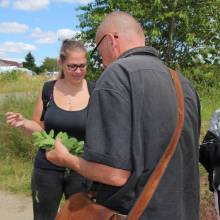 Découverte des plantes sauvages comestibles