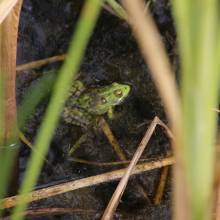Participation à l’inventaire amphibien de la mare de la ferme de la closeraie
