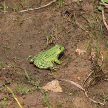 Participation à l’inventaire amphibien de la mare de la ferme de la closeraie
