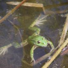 Participation à l’inventaire amphibien de la mare de la ferme de la closeraie