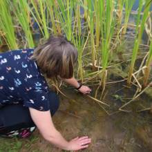 Participation à l’inventaire amphibien de la mare de la ferme de la closeraie