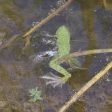 Participation à l’inventaire amphibien de la mare de la ferme de la closeraie