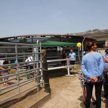 Les écuries de la vallée de Chevreuse organisaient leurs portes ouvertes le samedi 18 juin