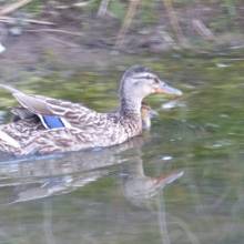 Je croa...sse que l'on m'observe ... au Golf National !