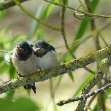 Hirondelles rustiques juvéniles