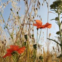 Coquelicot