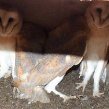 Les bébés chouettes