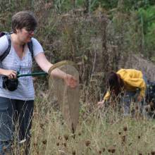 Formation sur les insectes pollinisateurs, amis de la biodiversité