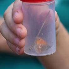 Formation sur les insectes pollinisateurs, amis de la biodiversité