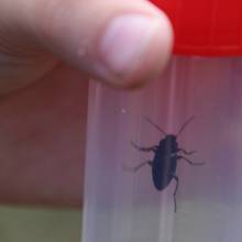 Formation sur les insectes pollinisateurs, amis de la biodiversité