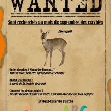 Ouvrez l'oeil : à la recherhce de chevreuils • septembre 2022