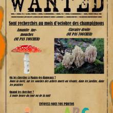Ouvrez l'oeil : à la recherhce de champignons • octobre 2022
