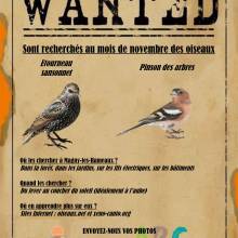 Ouvrez l'oeil : à la recherhce des oiseaux • novembre 2022