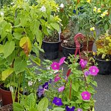 Foire à la patate 2022