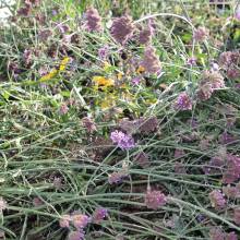 Des plantes et fleurs en quête d’une deuxième vie !