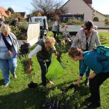 Des plantes et fleurs en quête d’une deuxième vie !
