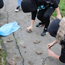 Projet pilote Bosqu'haie