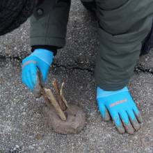 Projet pilote Bosqu'haie