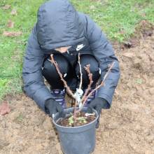 Projet pilote Bosqu'haie