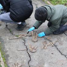 Projet pilote Bosqu'haie