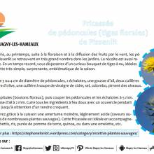 Fricassée de prédoncule de pissenlit