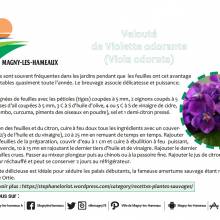 Velouté de violettes odorantes