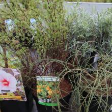 Le fleurissent évolue vers un fleurissement durable