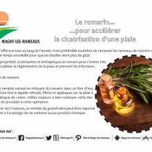 Romarin pour accélérer la cicatrisation des plaies