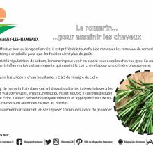 Romarin pour assénir les cheveux