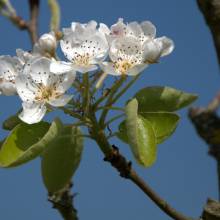 Fleurs de poiriers