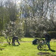 Entretien du verger au printemps