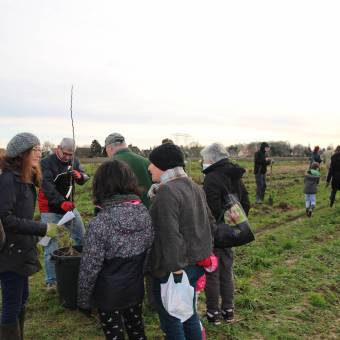 Plantation d'arbres fruitiers