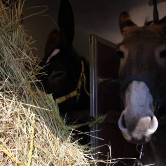 Deux ânesses toutes nouvelles pensionnaires à Magny-les-Hameaux ! 