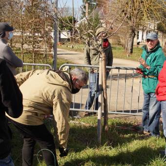Atelier - taille d'arbres fruitiers