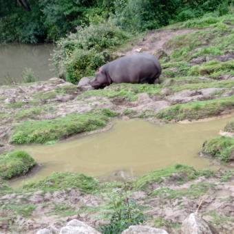Les enfants de l’accueil Henri Dés ont été visiter le Zoo de Thoiry.