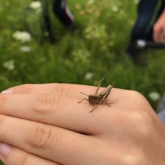 Découverte de la faune caractéristique des prairies et fabrication d'un filet fauchoir