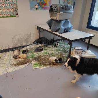 Découverte de l'habitat, de l'alimentation et de la vie des animaux