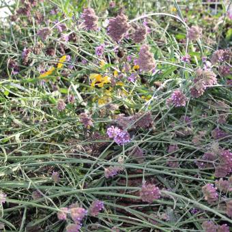 Des plantes et fleurs en quête d’une deuxième vie !