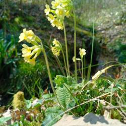 Atelier mobile végétal