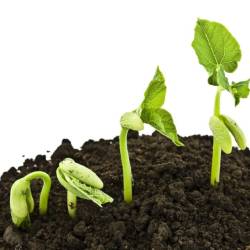 Le Comité Consultatif Environnement sème des idées… À vous de les faire pousser !