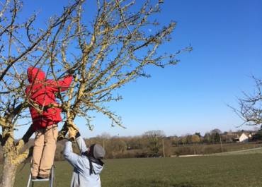 Elagage des vieux pommiers